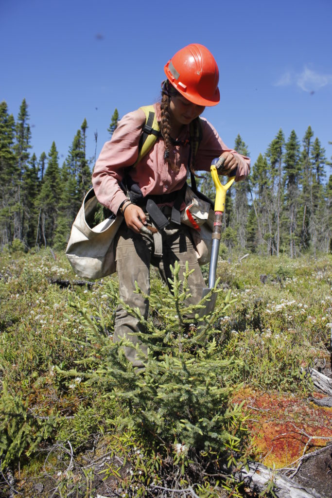 Treeline Reforestation TreePlanter