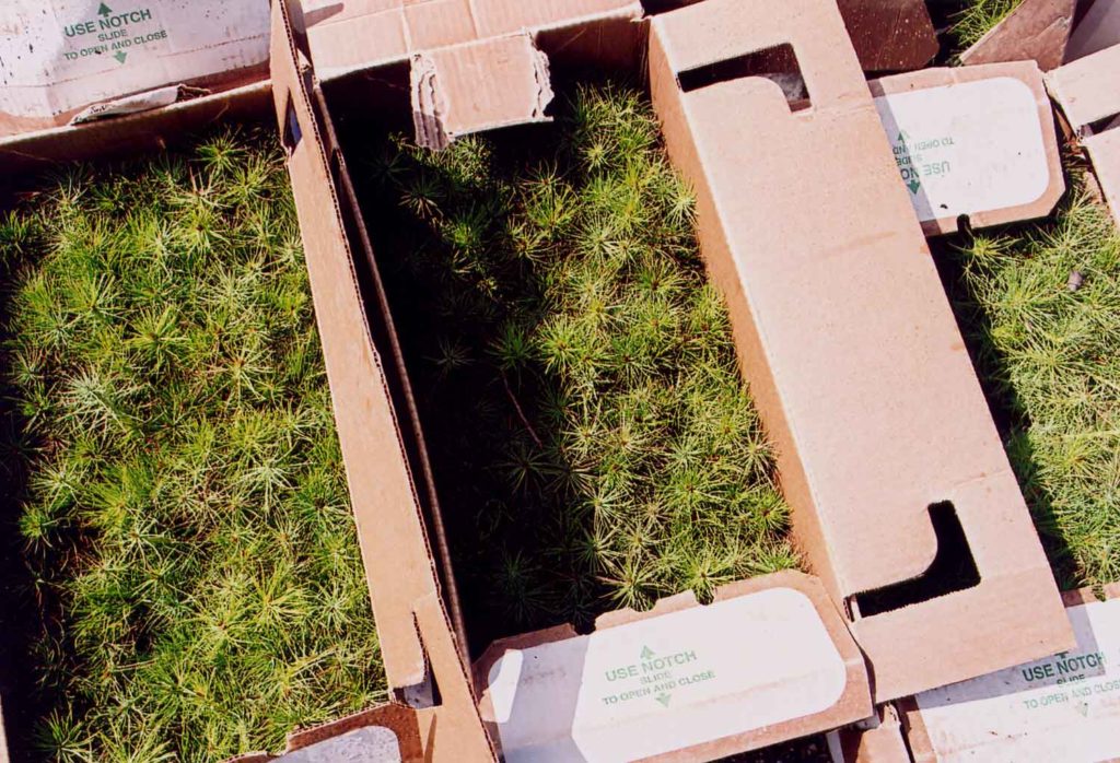 About Planting in Alberta & Northern BC TreePlanter